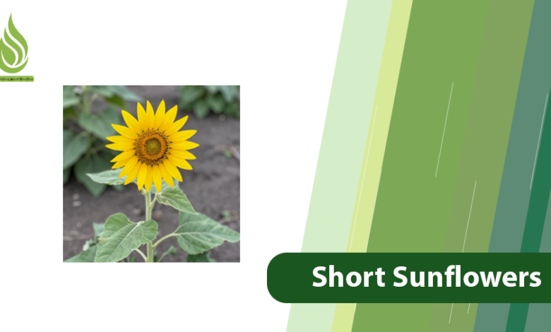 تصویر Why Do Sunflowers Stay Short & How to Boost Their Height?