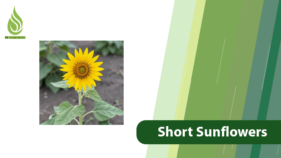Short Sunflowers