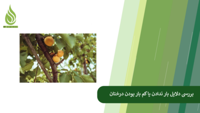 تصویر علت میوه ندادن درخت چیست؟ (بررسی دلایل اصلی + راهکار افزایش باردهی)