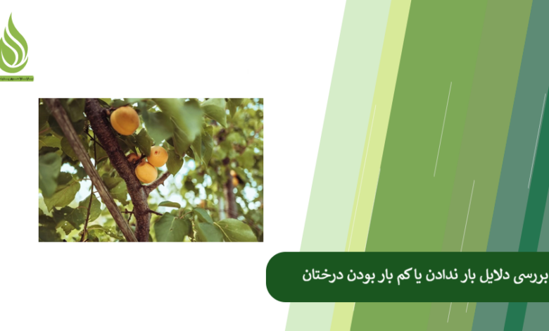 تصویر علت میوه ندادن درخت چیست؟ (بررسی دلایل اصلی + راهکار افزایش باردهی)