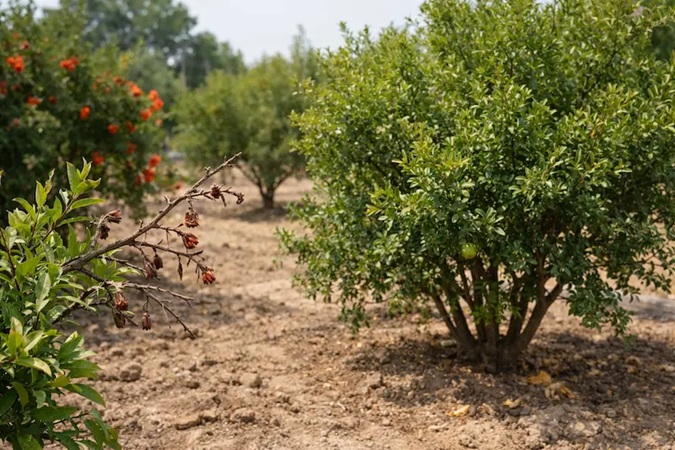 علت بار ندادن درخت- تغذیه نامتعادل