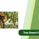 Tree Doesn’t Bear Fruit