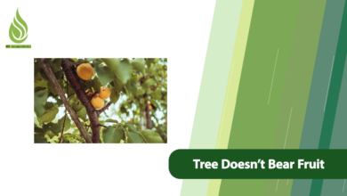 تصویر Fruit Tree Doesn’t Bear Fruit? Causes and Solutions