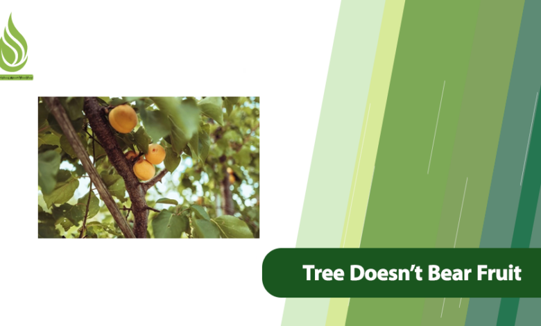 تصویر Fruit Tree Doesn’t Bear Fruit? Causes and Solutions