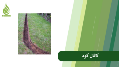 تصویر کوددهی به روش کانال کود چگونه انجام می شود؟ (+ مقایسه با روش چال کود)