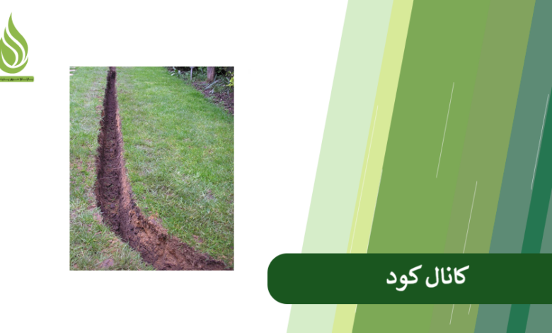 تصویر کوددهی به روش کانال کود چگونه انجام می شود؟ (+ مقایسه با روش چال کود)
