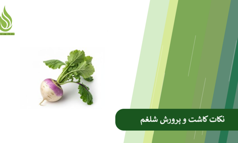 تصویر راهنمای جامع کاشت، نگهداری و کوددهی به گیاه شلغم