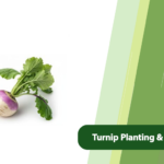 Turnip Planting and Fertilization