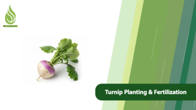 تصویر Turnip Planting and Fertilization Guide