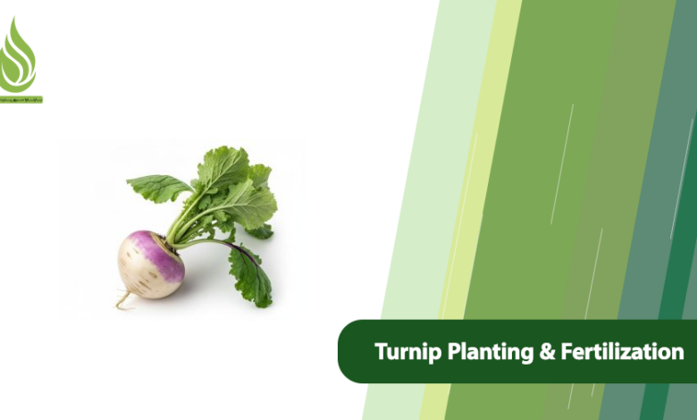 تصویر Turnip Planting and Fertilization Guide