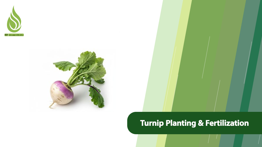 Turnip Planting and Fertilization