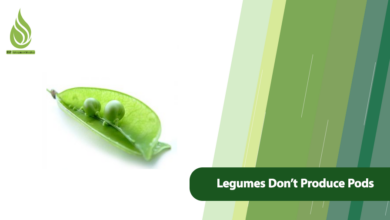 تصویر Why Legumes Flower But Don’t Produce Pods?