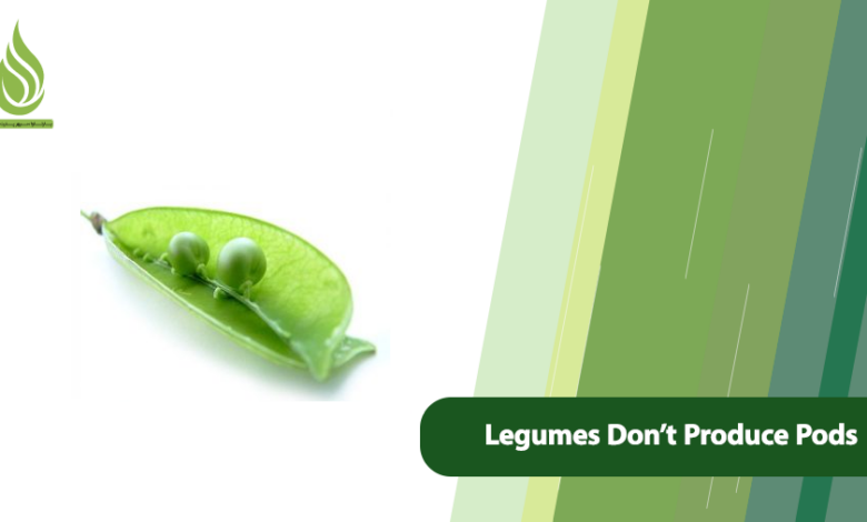 تصویر Why Legumes Flower But Don’t Produce Pods?