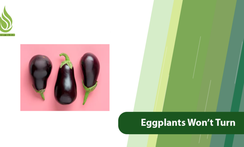 تصویر Why Eggplants Won’t Turn Black and Shiny