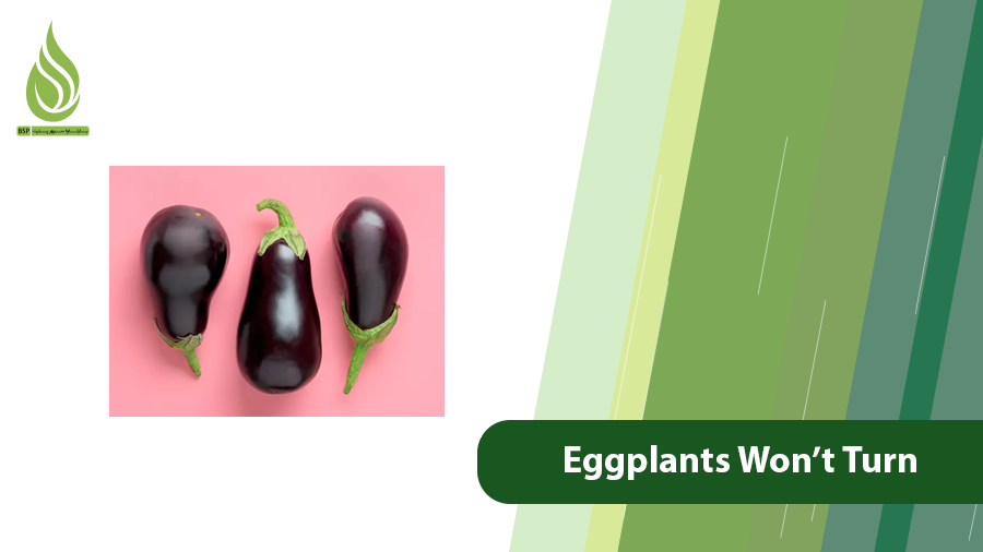 Eggplants Won’t Turn Black