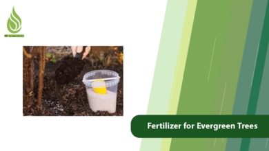 تصویر The Best Fertilizer for Evergreen Trees: Pine, Cypress, and More