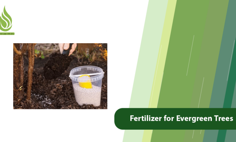 تصویر The Best Fertilizer for Evergreen Trees: Pine, Cypress, and More