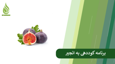 تصویر برنامه کوددهی به انجیر برای افزایش رشد، باردهی و کیفیت میوه