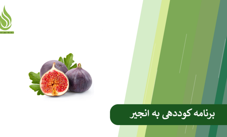 تصویر برنامه کوددهی به انجیر برای افزایش رشد، باردهی و کیفیت میوه