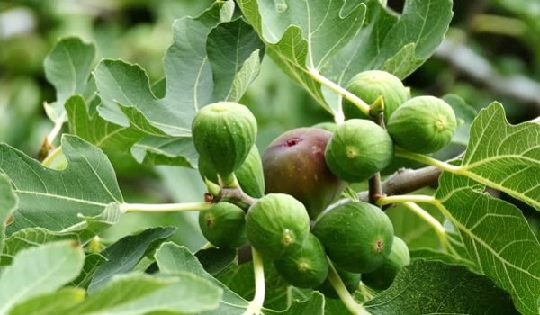 اهمیت کوددهی به انجیر