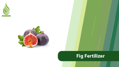 تصویر Fig Tree Fertilizer Program for Growth, Yield, and Fruit Quality