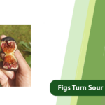 Figs Turn Sour on the Tree
