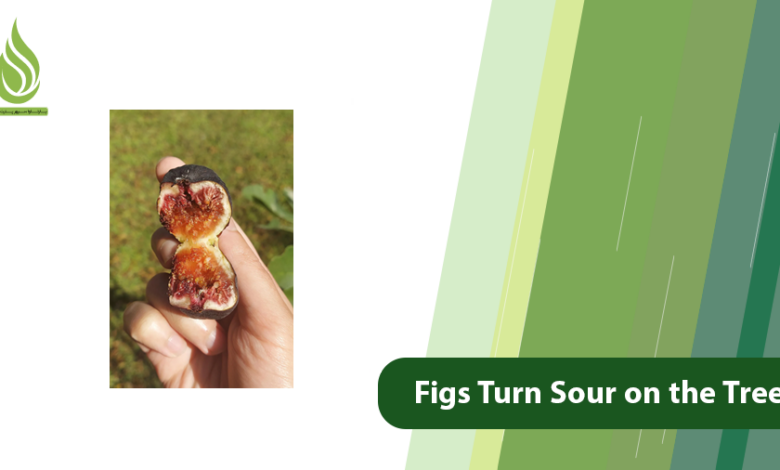 تصویر What Does It Mean When Figs Turn Sour on the Tree?