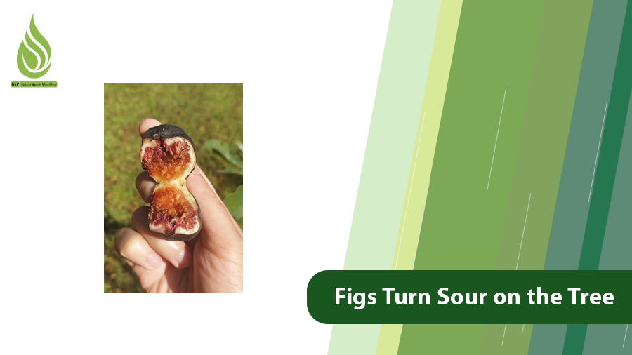 Figs Turn Sour on the Tree
