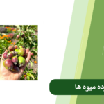 همه چیز درباره تنک کردن میوه