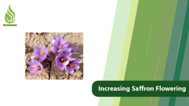 تصویر Increasing Saffron Flowering: Why Saffron Produces Few Flowers?