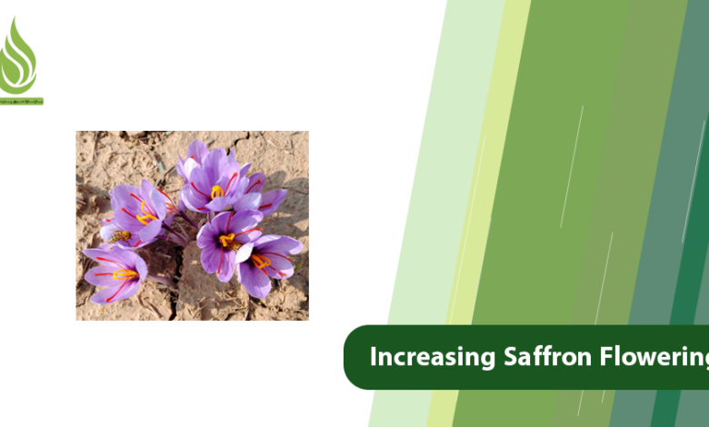 تصویر Increasing Saffron Flowering: Why Saffron Produces Few Flowers?