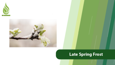 تصویر How to Prevent Late Spring Frost Damage in Your Orchard
