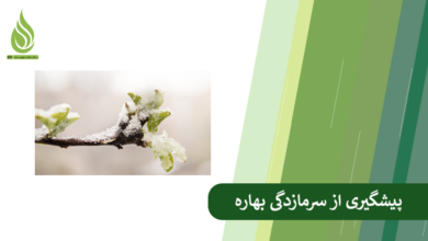 تصویر چگونه از خسارت سرمازدگی دیررس بهاره به باغ جلوگیری کنیم؟