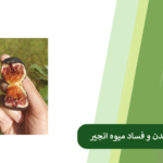 ترش شدن انجیر روی درخت و جلوگیری از آن
