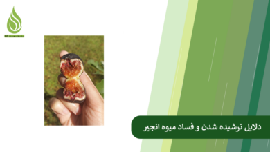 تصویر علت ترش شدن میوه انجیر روی درخت چیست؟ (بررسی کامل دلایل و راه حل های قطعی)