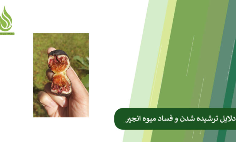 تصویر علت ترش شدن میوه انجیر روی درخت چیست؟ (بررسی کامل دلایل و راه حل های قطعی)