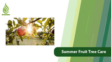 تصویر Summer Fruit Tree Care: Checklist for a Healthy Orchard