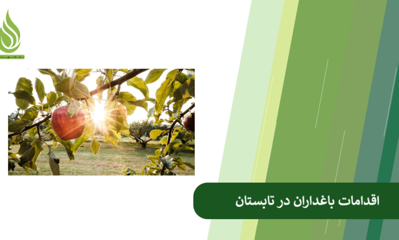تصویر در تابستان برای باغ میوه چه کنیم؟ (لیست اقدامات مراقبت از درختان در تابستان)