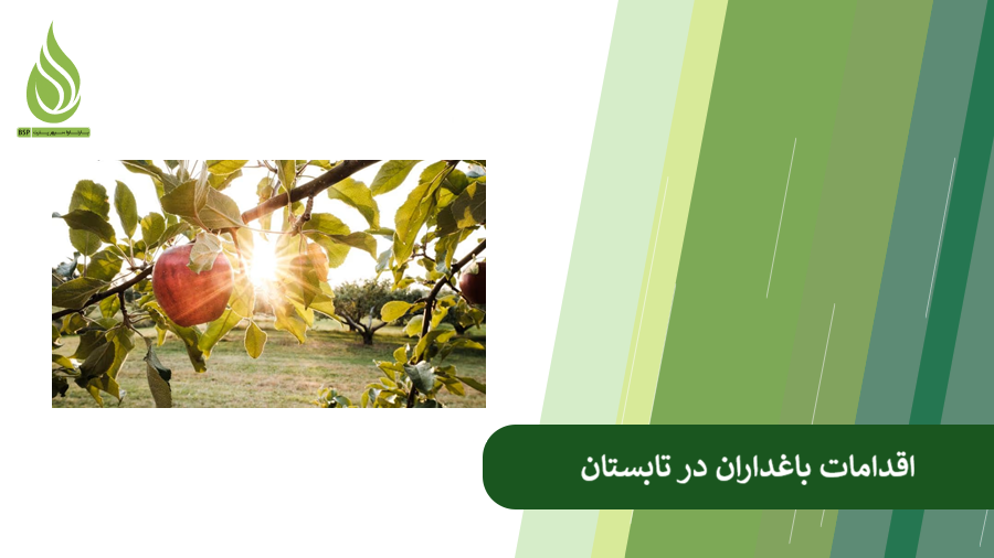 اقدامات مراقبت از باغ در تابستان