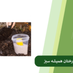 کود مناسب درختان همیشه سبز