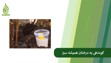 تصویر بهترین کود برای درختان همیشه سبز (کاج، سبز و…) چیست؟