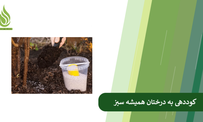 تصویر بهترین کود برای درختان همیشه سبز (کاج، سبز و…) چیست؟