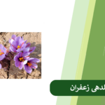 روش های افزایش گلدهی زعفران