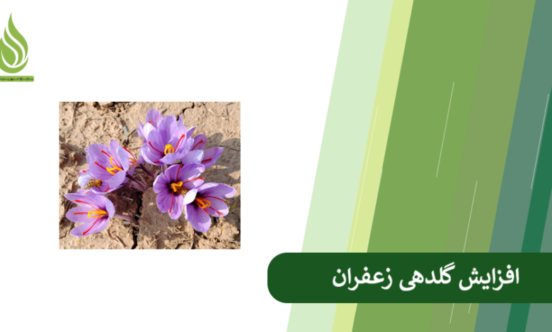 تصویر علت کم گل دادن زعفران چیست؟ چگونه گل دهی زعفران را افزایش دهیم؟