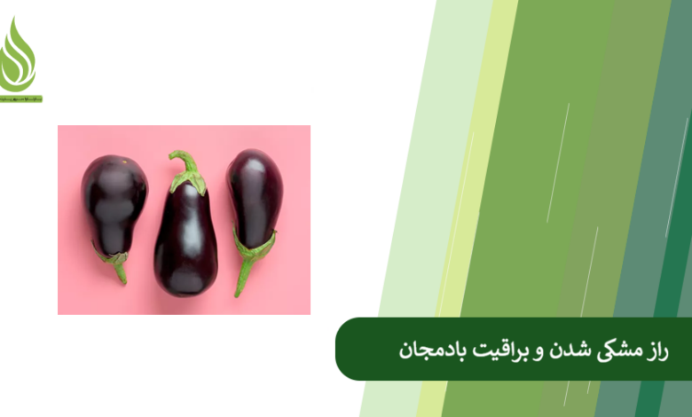 تصویر چرا بادمجان های شما رنگ نمی گیرند؟ (راهکارهای رسیدن به بادمجان مشکی و براق)