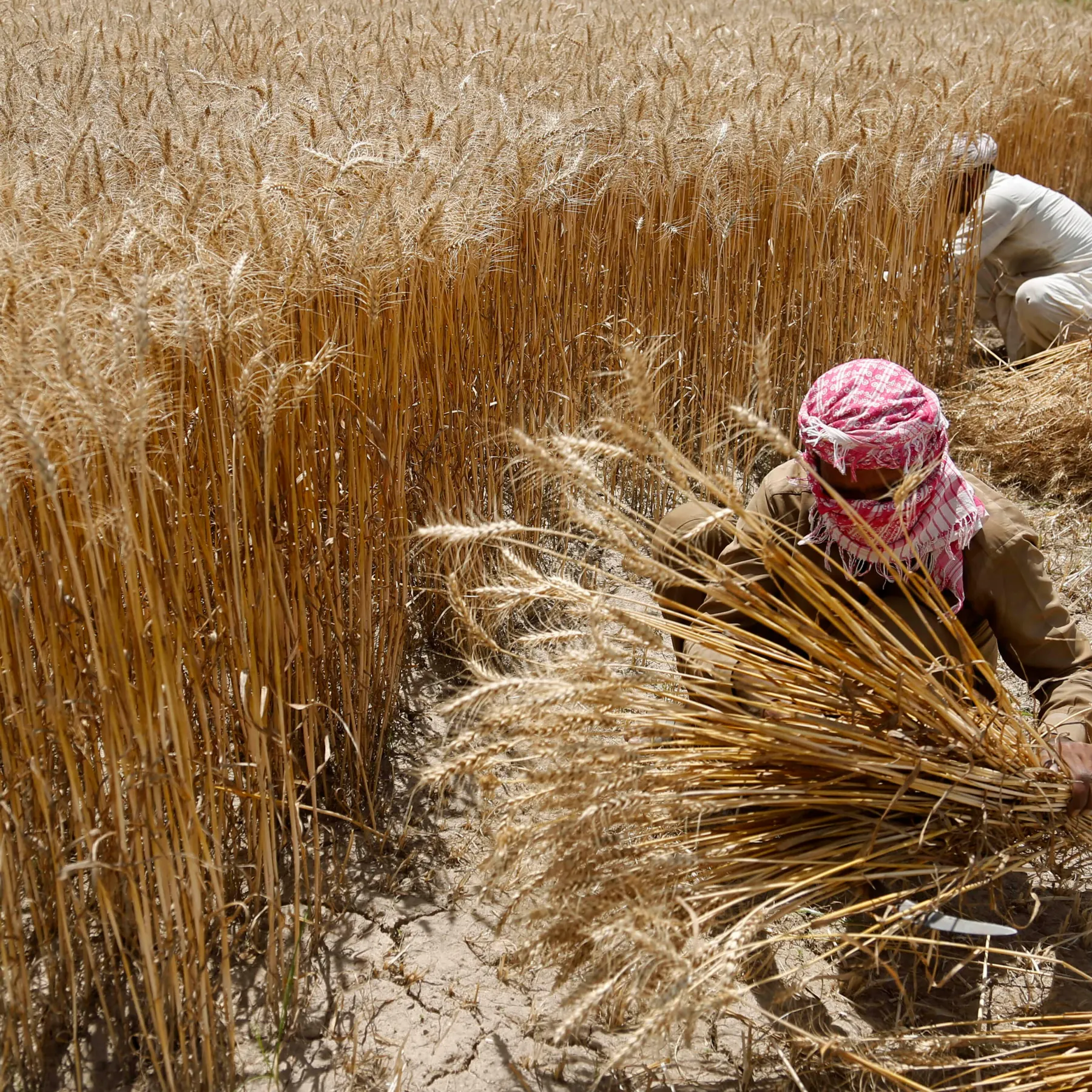 Why Ammonium Sulfate Fits Pakistan's Soil