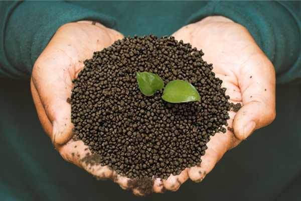 Can Ammonium Sulfate and DAP Be Used Together?